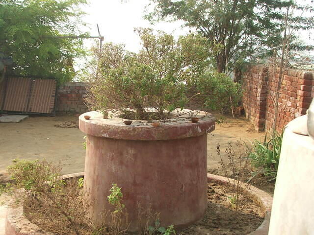 Tulsi devi in my sadhu baba's kutir