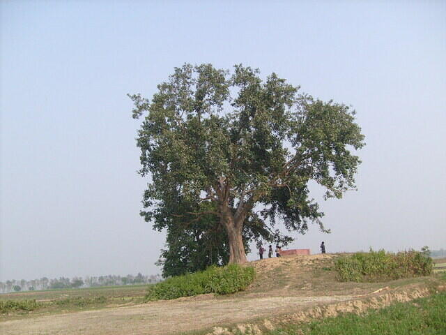 Approaching Bhajan tala