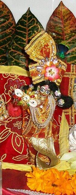 Gobuji's rakhi turned out to be the winner !