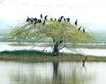 Water-birds take shelter on atree near Binod Babaji's kutir