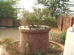 Tulsi devi in my sadhu baba's kutir