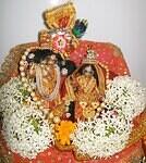 White crysanthemums  hiding Jugal sarkar